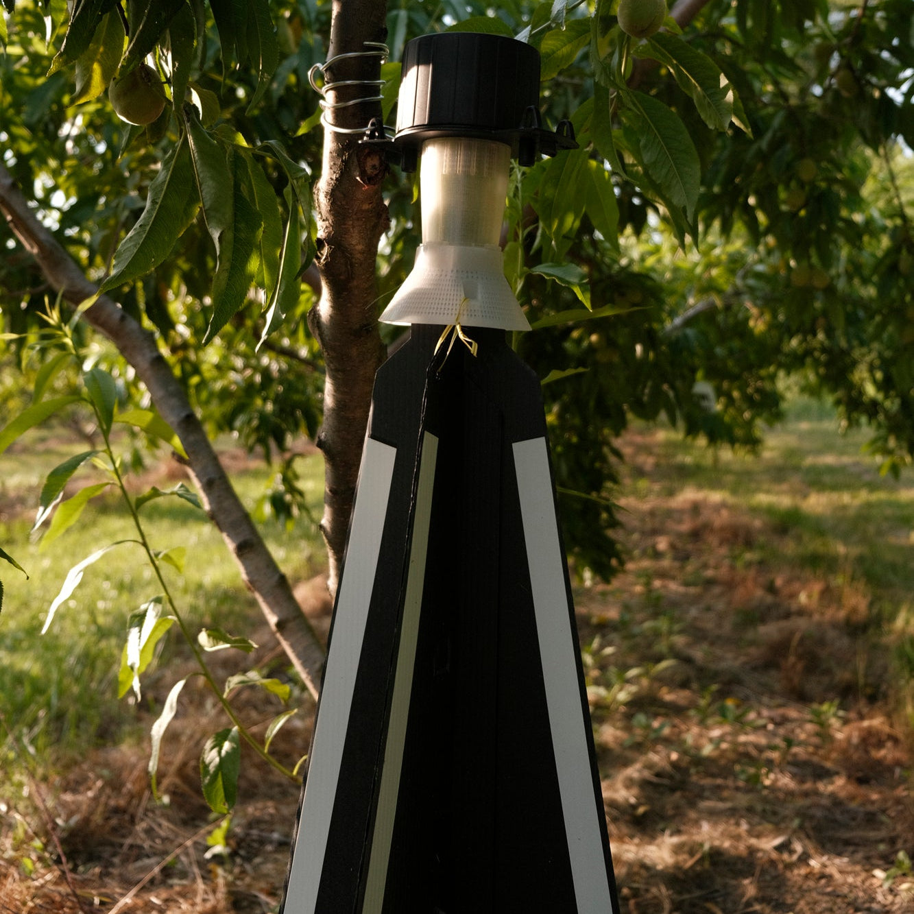 eScout Plum Curculio Trap