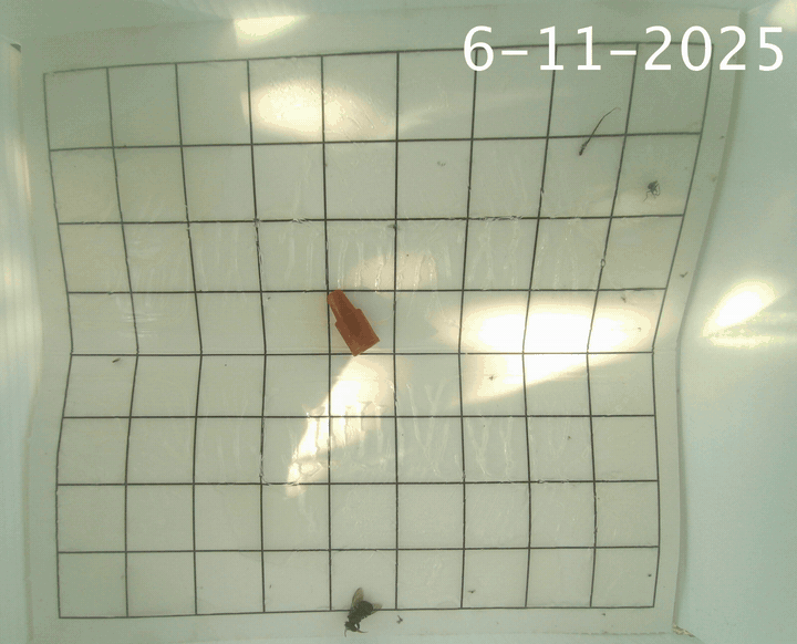 eScout Delta Trap